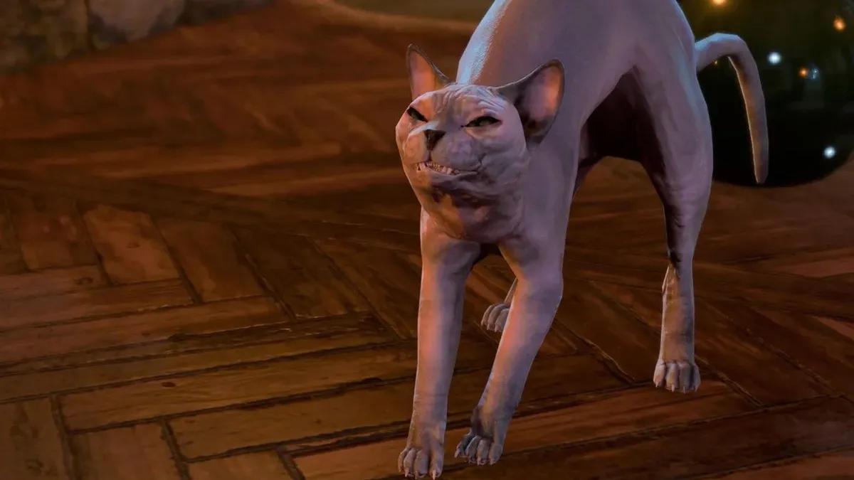 The new hotfix for Baldur's Gate 3 reverts one of the most controversial cat transformations in history to its original state and resolves misunderstandings in the behavior of your companions