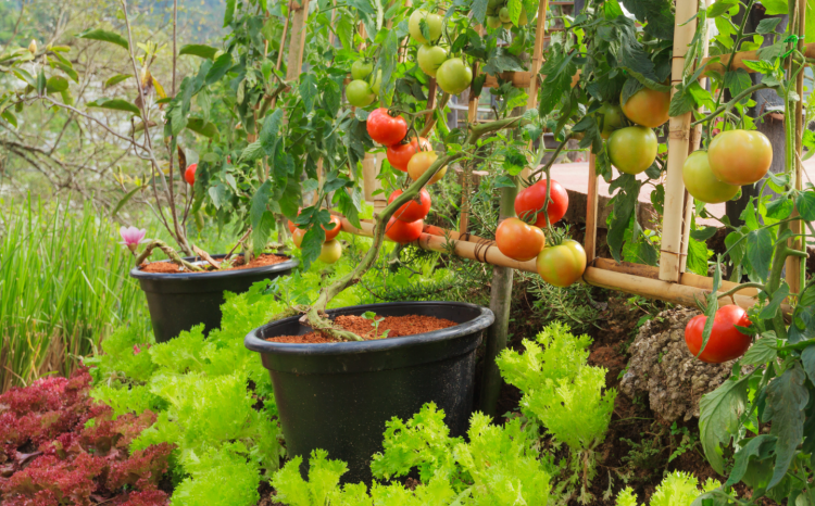 Grow a Garden de Roblox es más grande que casi cualquier juego, y eso también es un problema 2